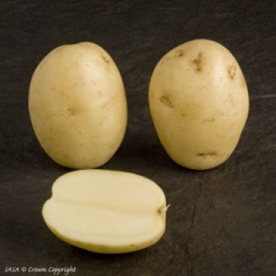 Maris Peer Second Early Seed Potatoes 2kg Pack Maris Peer Second Early Seed Potatoes 2kg Pack